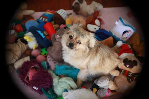 Dog daycare