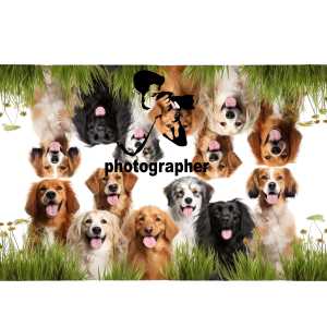 Pet Photos